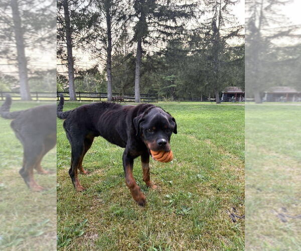 Medium Photo #26 Rottweiler-Unknown Mix Puppy For Sale in New York, NY, USA