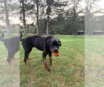 Small #25 Rottweiler Mix