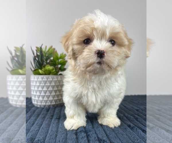 Medium Photo #6 Mal-Shi Puppy For Sale in INDIANAPOLIS, IN, USA