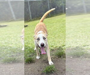 Huskies -Unknown Mix Dogs for adoption in Virginia Beach, VA, USA