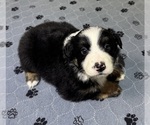 Puppy Boy 1 Australian Shepherd