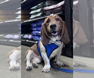 Mutt Dogs for adoption in Brookville, OH, USA