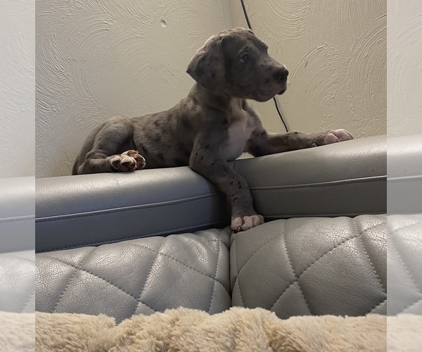 Medium Photo #6 Great Dane Puppy For Sale in CLEVELAND, NC, USA