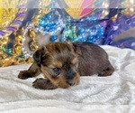 Small #32 Morkie