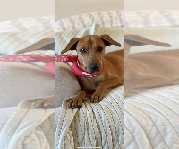 Medium Photo #3 Mutt Puppy For Sale in Conway, AR, USA