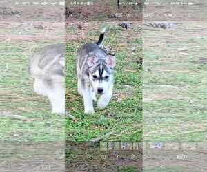 Huskies -Unknown Mix Dogs for adoption in Holly Springs, NC, USA