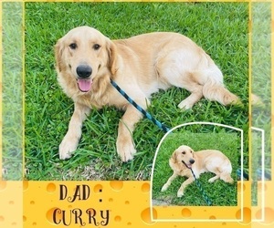 Father of the Golden Retriever puppies born on 08/03/2025