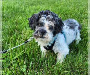 Shih Tzu Dogs for adoption in Aurora, IN, USA