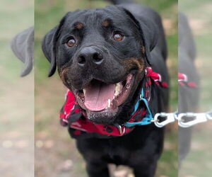 Rottweiler Dogs for adoption in Hillsboro, NH, USA