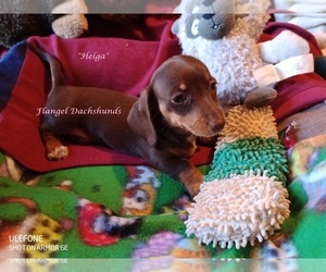 Dachshund Puppy for sale in CUTLER BAY, FL, USA