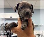 Small #1 Mutt