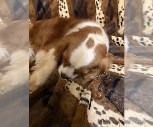 Medium Photo #5 Cavalier King Charles Spaniel Puppy For Sale in ABILENE, TX, USA