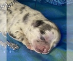Small Photo #7 Bullhuahua-Chihuahua Mix Puppy For Sale in RAWSONVILLE, MI, USA