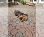 Small #9 Labrador Retriever-Plott Hound Mix