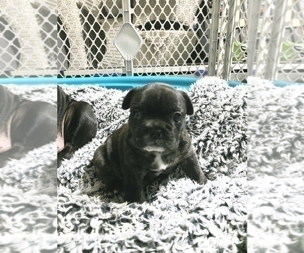 Medium Photo #9 French Bulldog Puppy For Sale in KENDALL, FL, USA