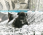 Small Photo #9 French Bulldog Puppy For Sale in KENDALL, FL, USA