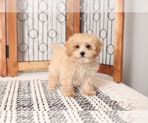 Poodle (Toy) Puppy for sale in NAPLES, FL, USA