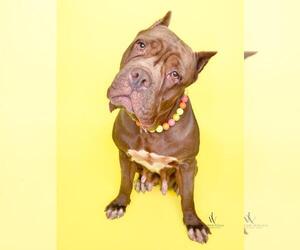 Mastiff-Unknown Mix Dogs for adoption in Forestville, MD, USA