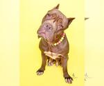 Small Mastiff Mix