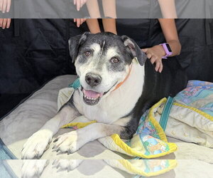 Heidi - Female Labbe Dog for Adoption - Photo #3