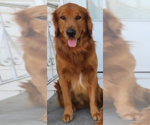 Father of the Golden Retriever puppies born on 08/31/2025