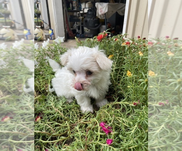 Medium Photo #6 Maltese Puppy For Sale in FREDONIA, KS, USA