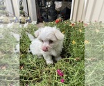Small #5 Maltese
