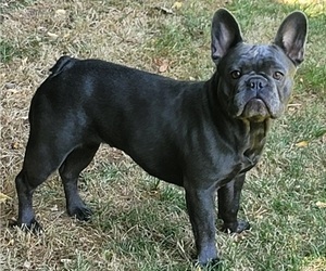 Mother of the French Bulldog puppies born on 09/06/2023