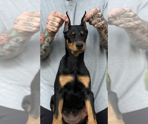 Doberman Pinscher Puppy for Sale in NEWTON, North Carolina USA