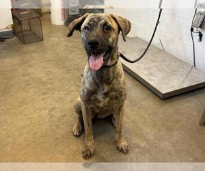 American Pit Bull Terrier-Unknown Mix Dogs for adoption in Corona, CA, USA