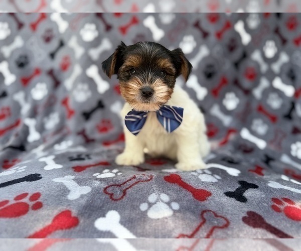 Medium Photo #2 Yorkshire Terrier Puppy For Sale in LAKELAND, FL, USA