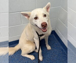 Siberian Husky Dogs for adoption in Tarboro, NC, USA