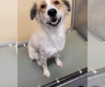 Small #1 Collie Mix