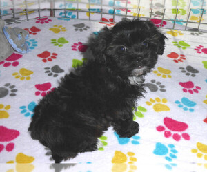 Shih-Poo Puppy for sale in ORO VALLEY, AZ, USA