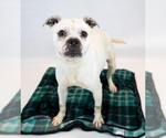 Small #6 Bulldog Mix