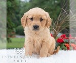 Small #3 Golden Retriever