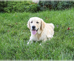 Gwenn - Female Golden Retriever Puppy for Sale - Photo #3