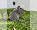 Small #1 French Bulldog