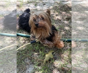 Father of the Yorkshire Terrier puppies born on 08/13/2025