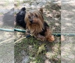 Small Photo #1 Yorkshire Terrier Puppy For Sale in WILLISTON, SC, USA