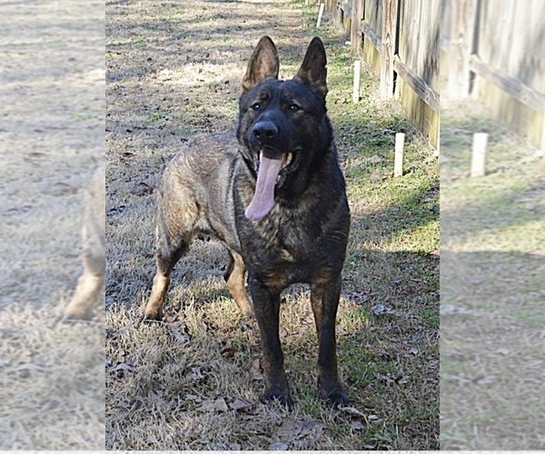Medium Photo #1 German Shepherd Dog Puppy For Sale in POWDER SPRINGS, GA, USA