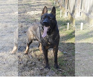 Father of the German Shepherd Dog puppies born on 04/21/2026