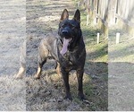 Small Photo #1 German Shepherd Dog Puppy For Sale in POWDER SPRINGS, GA, USA