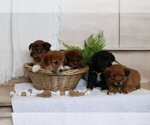 Goldendoodle-Shiba Inu Mix Litter for sale in OWEN, WI, USA