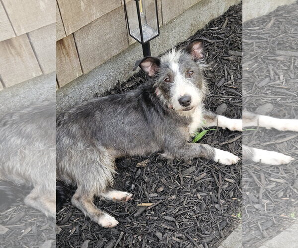 Medium Photo #6 Mutt Puppy For Sale in Woodbury, NY, USA