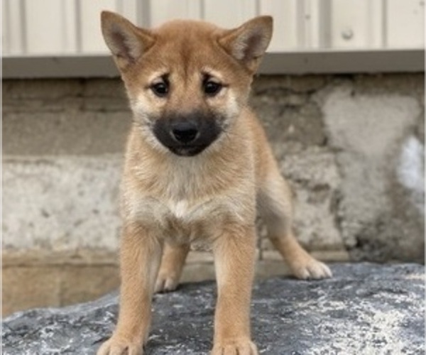 Medium Photo #1 Shiba Inu Puppy For Sale in CANOGA, NY, USA