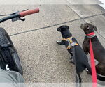 Small #12 Staffordshire Bull Terrier Mix