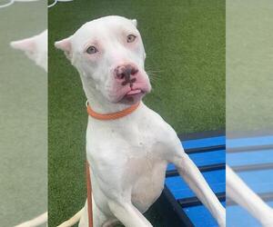 American Pit Bull Terrier Dogs for adoption in Fayetteville, NC, USA