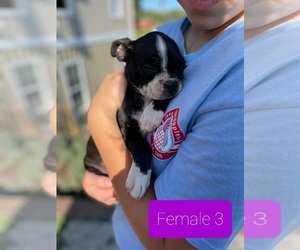 Boston Terrier Puppy for sale in UPTON, KY, USA