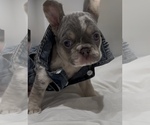 Puppy Trubs French Bulldog